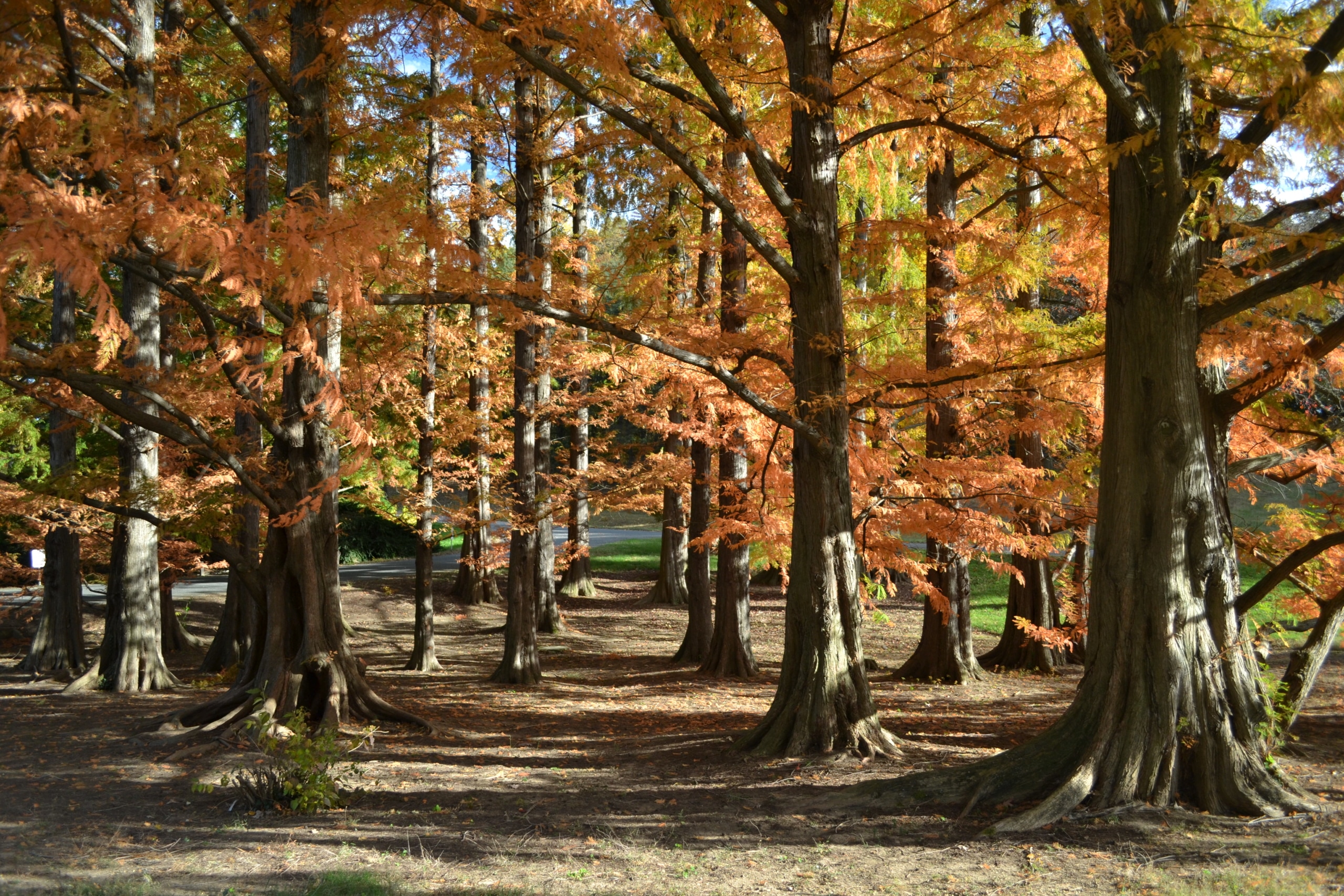 17102_Shadows-in-dawn-redwoods_p_em_Metasequoia-glyptostroboides_em_p_Credit-US-National-Arboretum.jpg